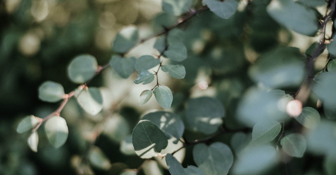 Podiatre / Podiatrist